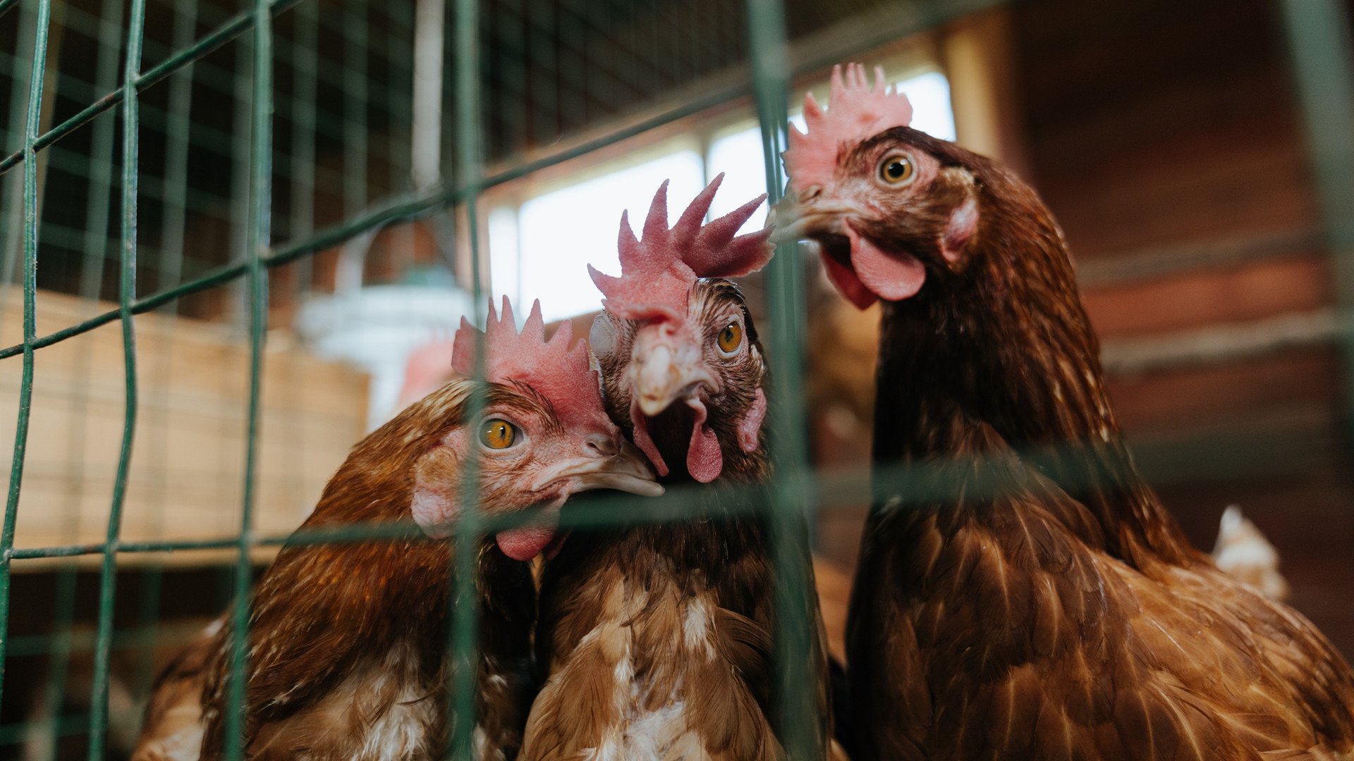 加拿大队在国际乒联混合团体世界杯中的亮眼表现与技术亮点,加拿大国家队乒乓球