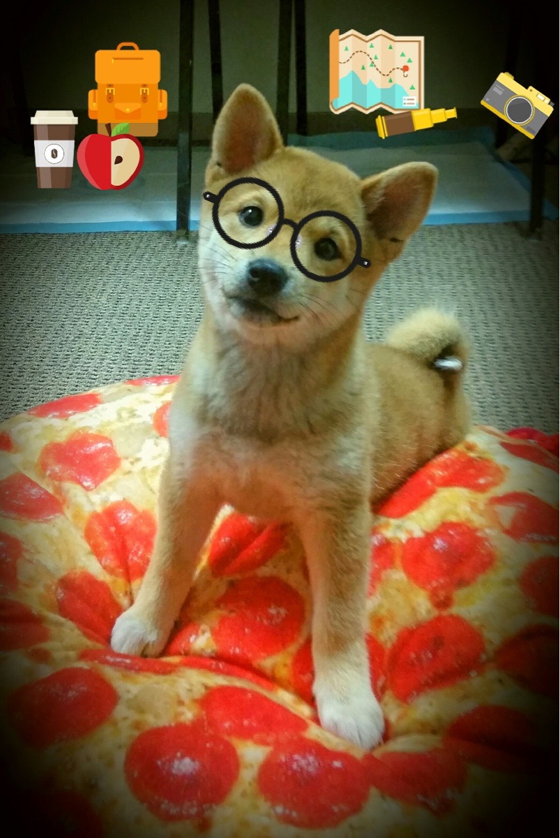 加拿大队在国际乒联混合团体世界杯中的亮眼表现与技术亮点,加拿大国家队乒乓球