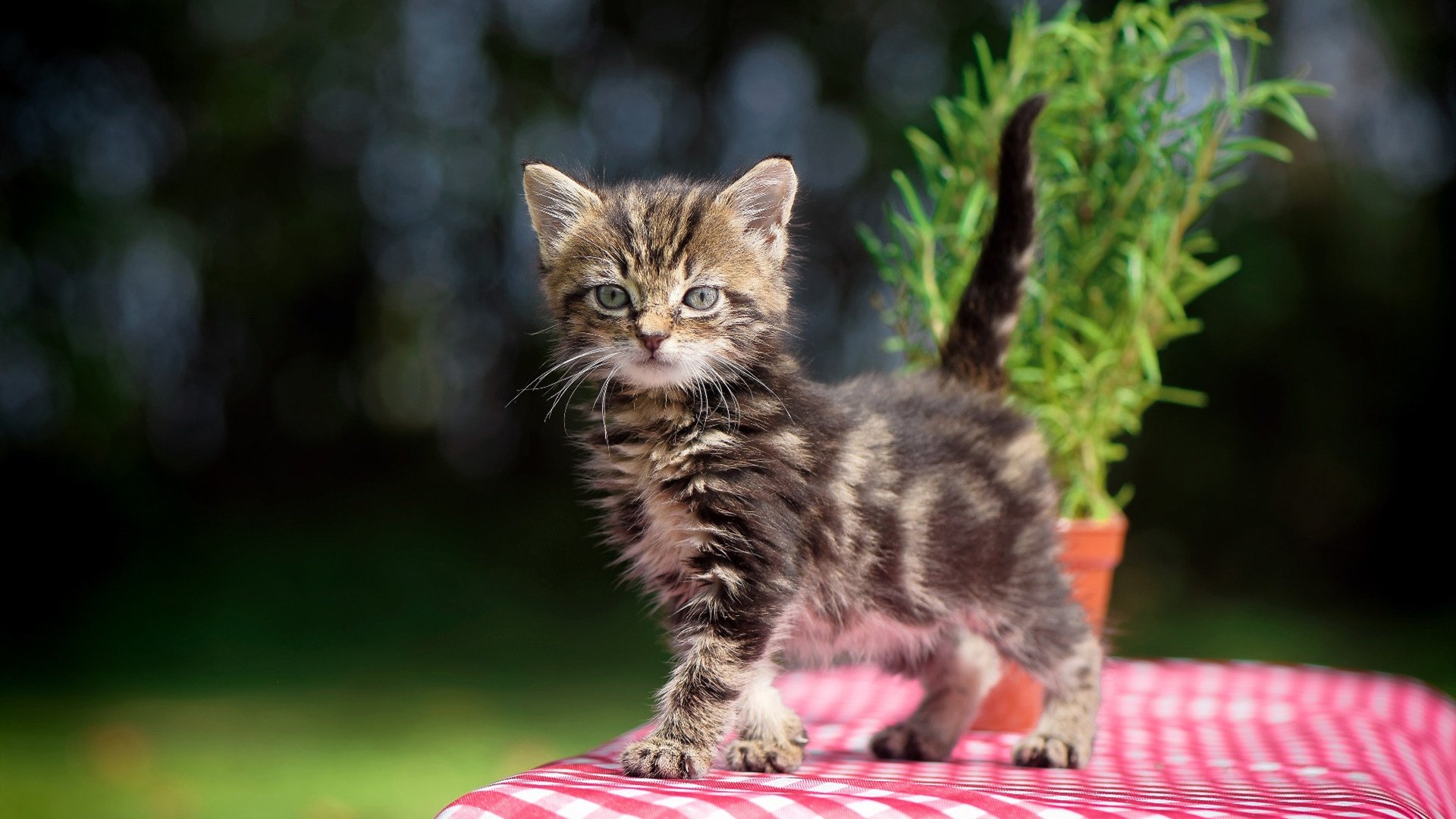 博卡青年顽强防守难挡拜仁强攻,博卡青年著名球员