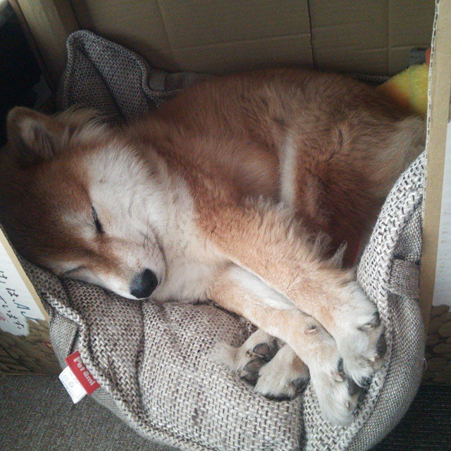 张雨霏蝶泳技术稳步提升，张雨霏蝶泳训练