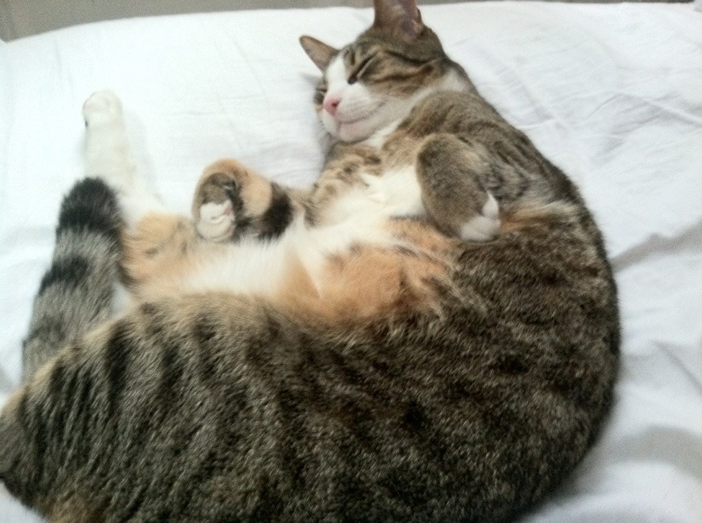 开云体育官网下载-澳洲队冲刺阶段技压群雄，夺冠在望，澳洲篮球队